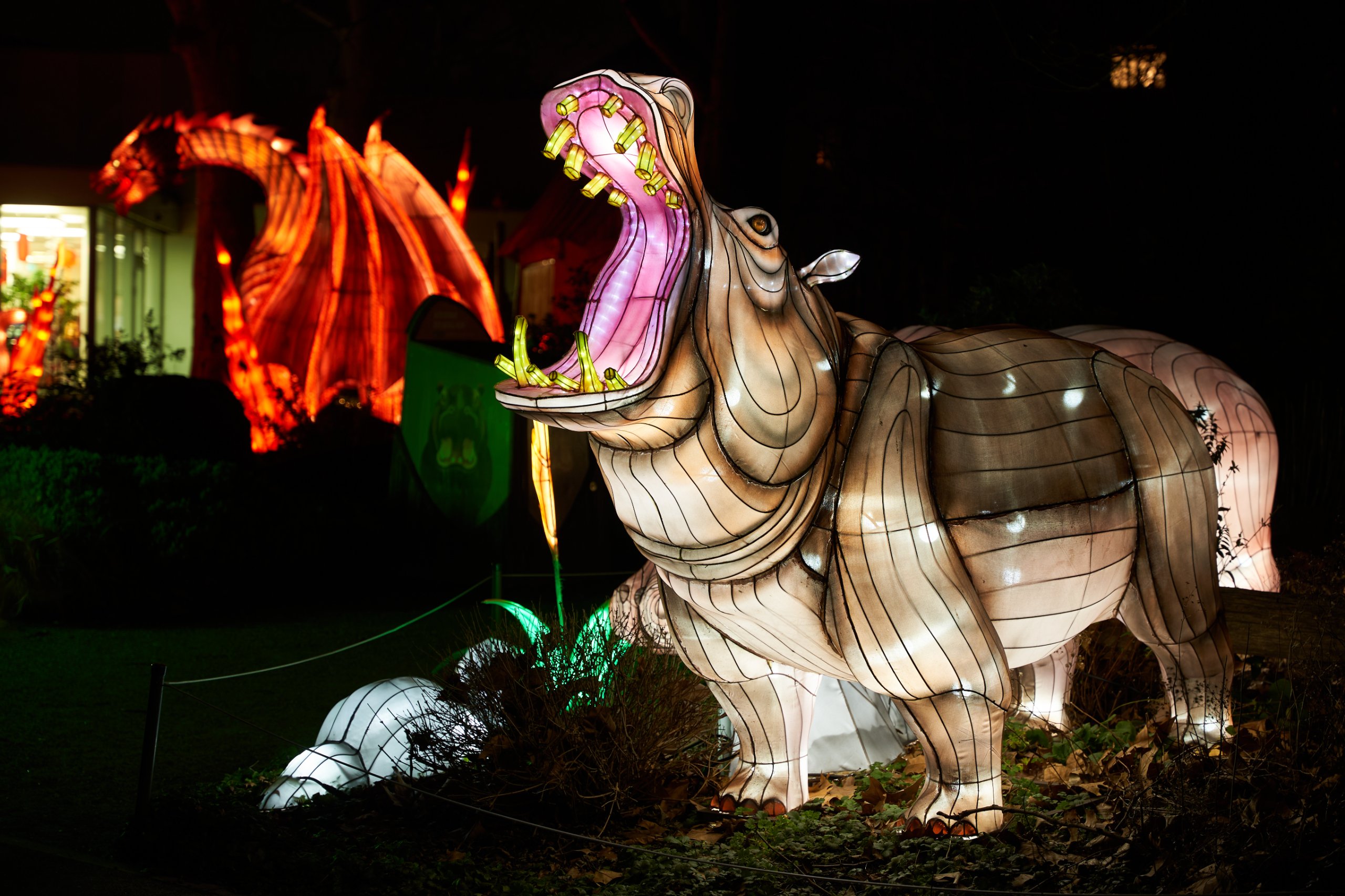 2024 01 03 Köln Zoo China Lights 1058